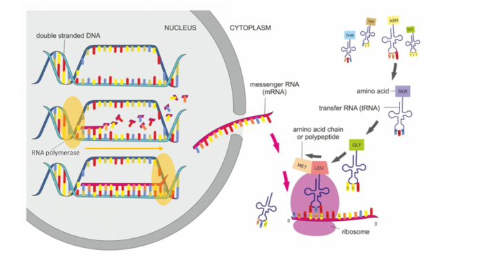 Transcription and translation